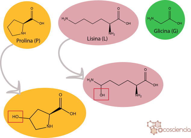 aminoacidos-colageno