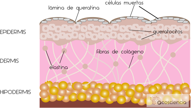 estrucutra-piel-colageno-elastina-queratina